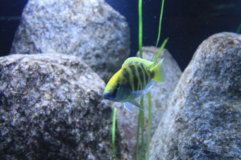 Nimbochromis venustus 'Luwala Reef'